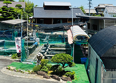 令和7年武藤養鯉場現在